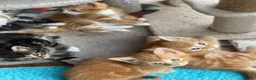 Mixed Breed cats for sale: Ready to go 4 ginger boy 1 tabby girl - Advert 2