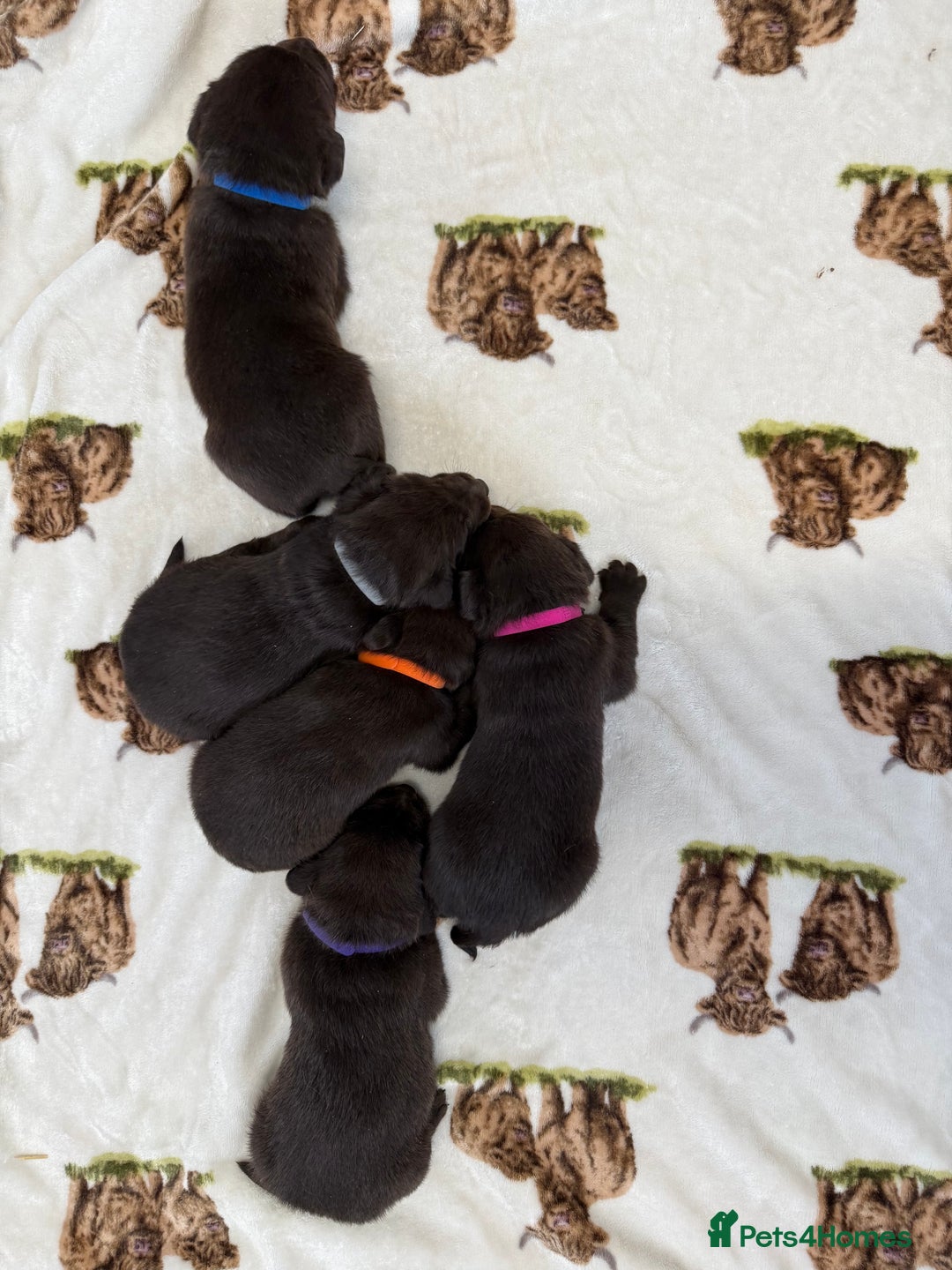 Labrador Retriever dogs for sale: Chunky chocolate labradors  - Image 20