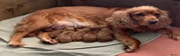 Cockapoo dogs for sale: F1 Cockapoo puppies - Advert 7