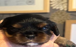 Cavalier King Charles Spaniel dogs for sale: KC REG Black and Tan boys - Advert 3