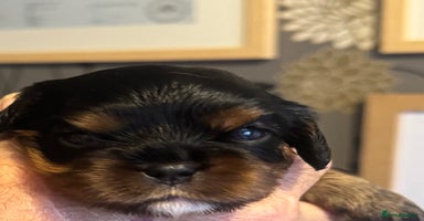 Cavalier King Charles Spaniel dogs KC REG Black and Tan boys - Advert 3