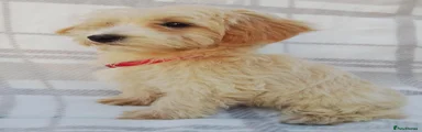 Maltipoo 4