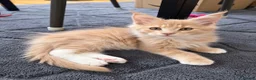Maine Coon cats for sale: READY NOW ,TICA MALE MAINECOON - Advert 4
