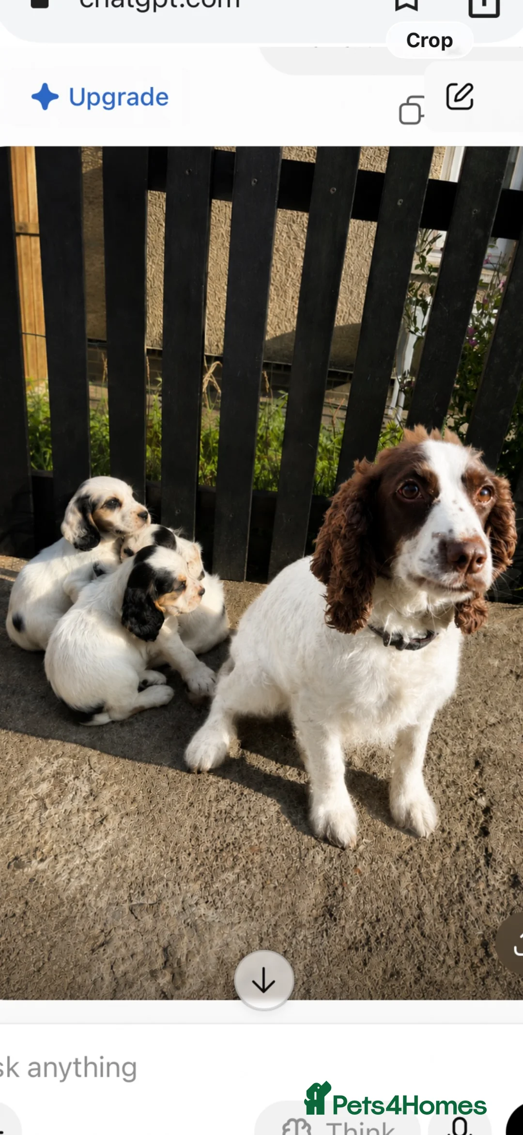 Cocker Spaniel dogs for sale: Working cocker spaniel puppies  - Advert 2
