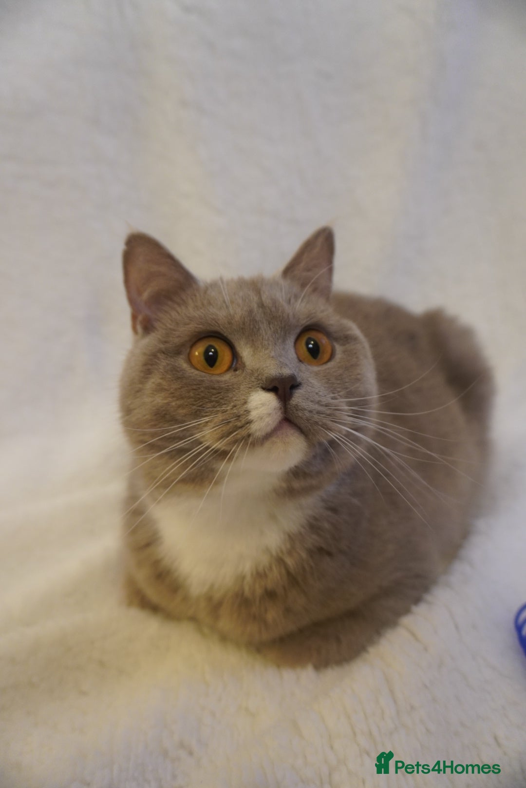 British Shorthair cats for sale: Britishshort hair and a tabby  - Advert 3