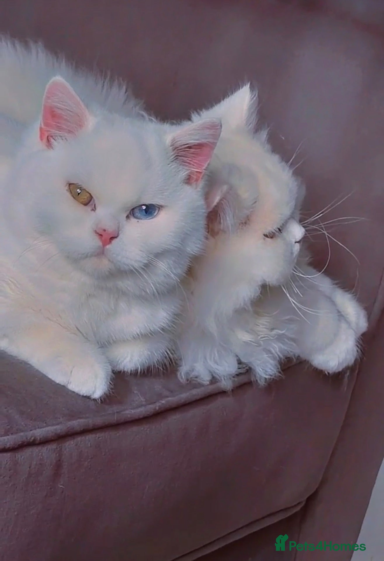 Brazilian Shorthair cats Rare odd eye fluffy male  - Advert 1