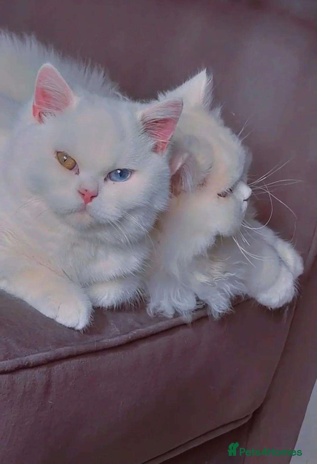Brazilian Shorthair cats for sale: Rare odd eye fluffy male  - Advert 1