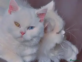 Brazilian Shorthair cats Rare odd eye fluffy male - Advert 6
