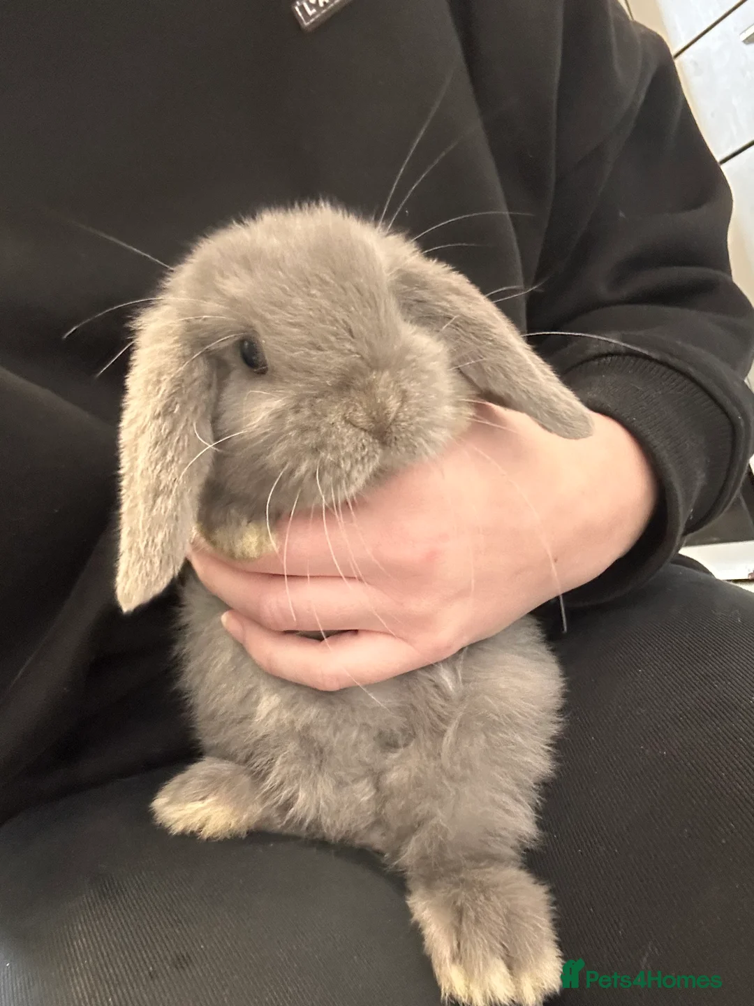 Mini Lop rabbits for sale: Beautiful mini lop Bunnies - Advert 1