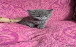 British Shorthair cats for sale: British short hair cross kittens, grey black.  - Image 7