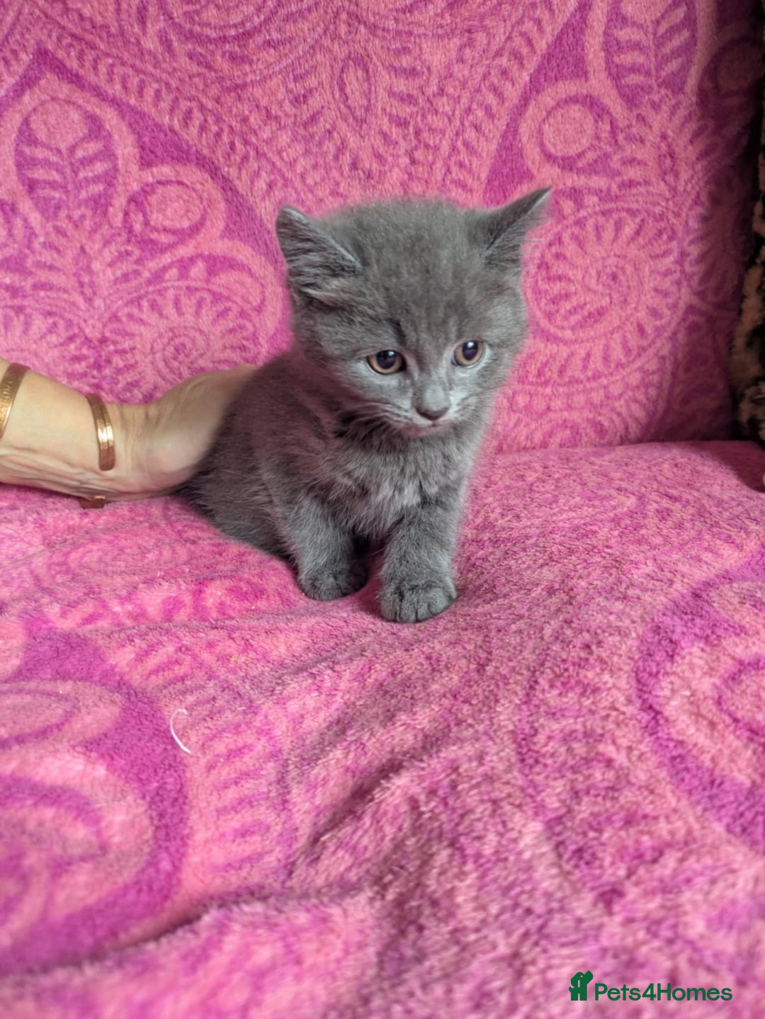 British Shorthair cats for sale: British short hair cross kittens, grey black.  - Image 7