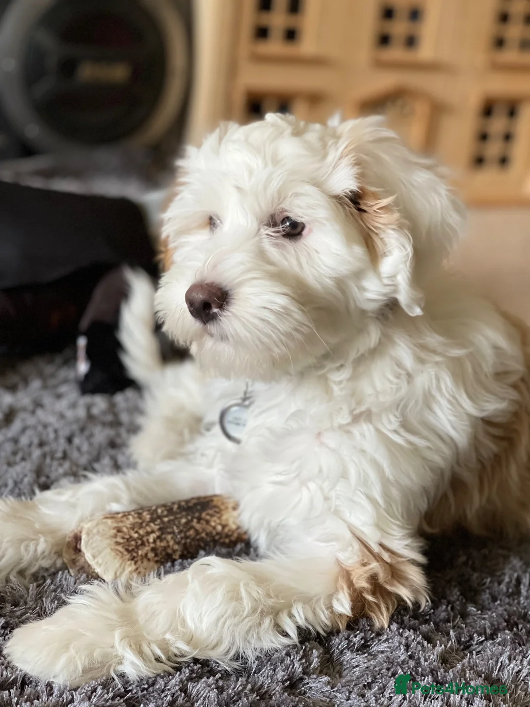 Tibetan Terrier dogs for sale: Beautiful Litter of Tibetan Terriers - Advert 2