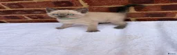 Ragdoll cats for sale: 3 beautiful male kittens in Ipswich - Advert 16