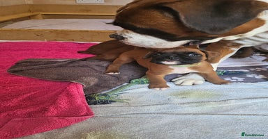 Boxer dogs - Advert 1