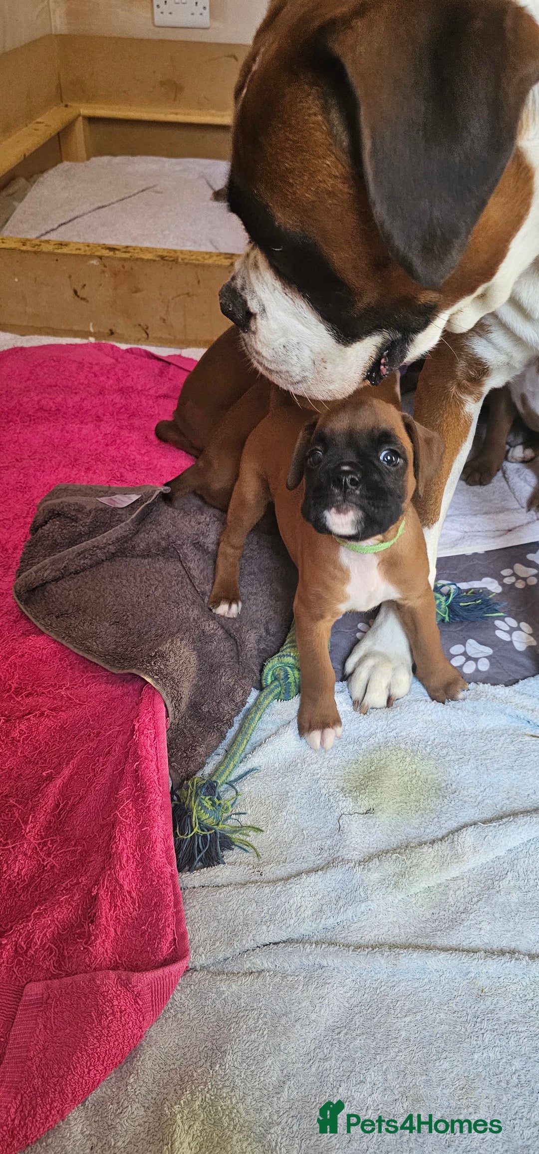 Boxer dogs for sale: *** ONLY 2 LEFT!!! *** - Image 3