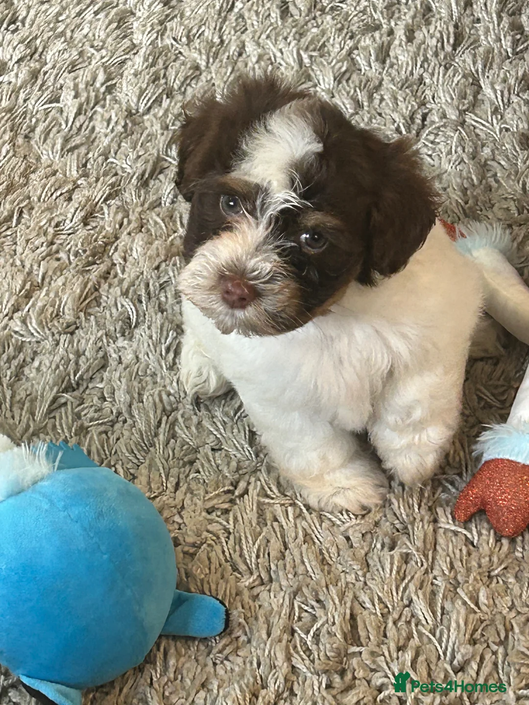 Havanese dogs for sale: Exceptional KC Reg Havanese Puppies – 5⭐ Pedigree, - Advert 1