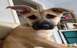 Mixed Breed dogs for sale: Loving puppy’s  - Image 1