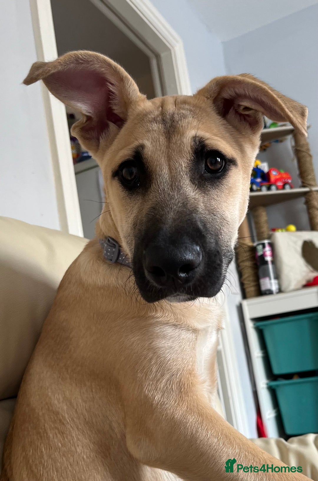 Mixed Breed dogs for sale: Loving puppy’s  - Image 1