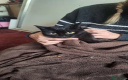 Mixed Breed cats for sale: Beautiful girls looking for forever home  - Advert 5