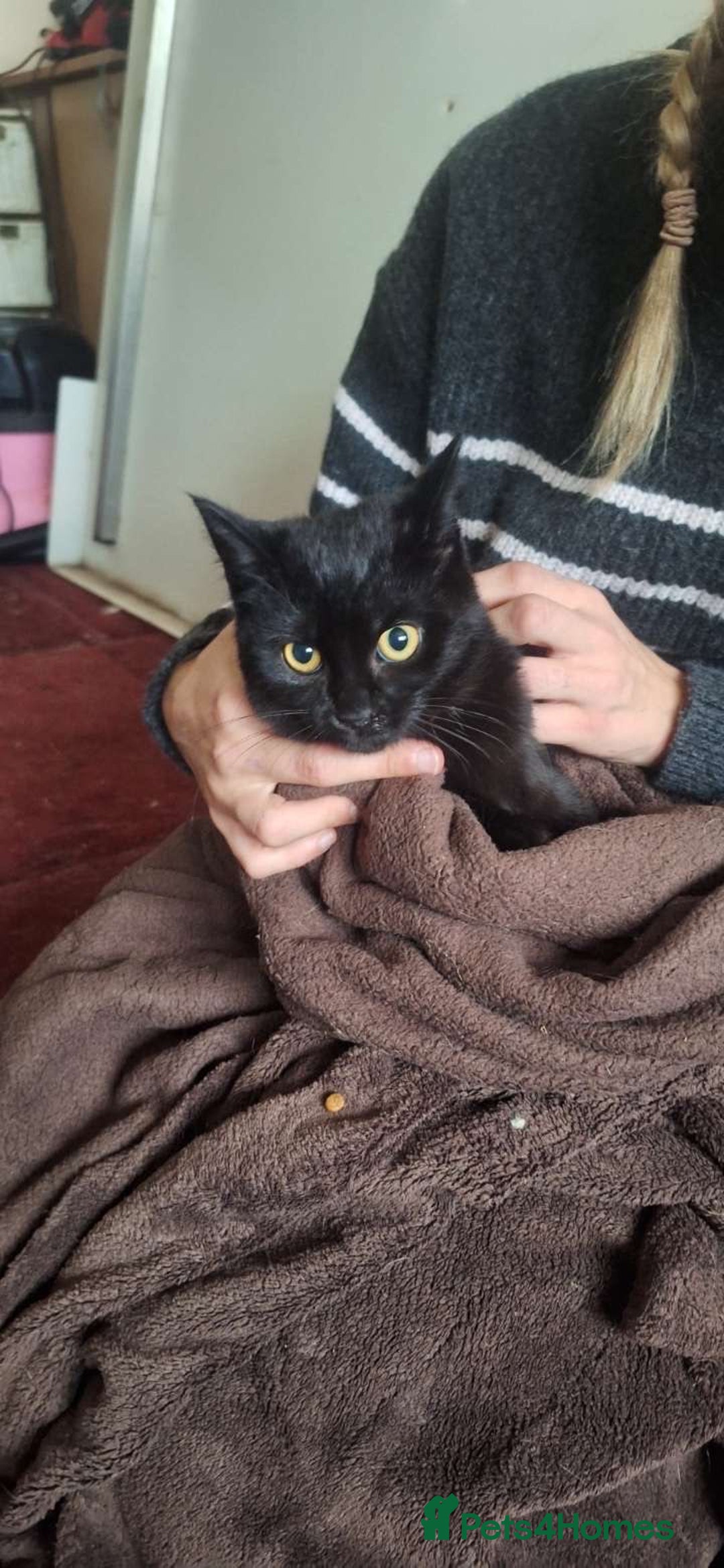 Mixed Breed cats for sale: Beautiful girls looking for forever home  - Advert 5