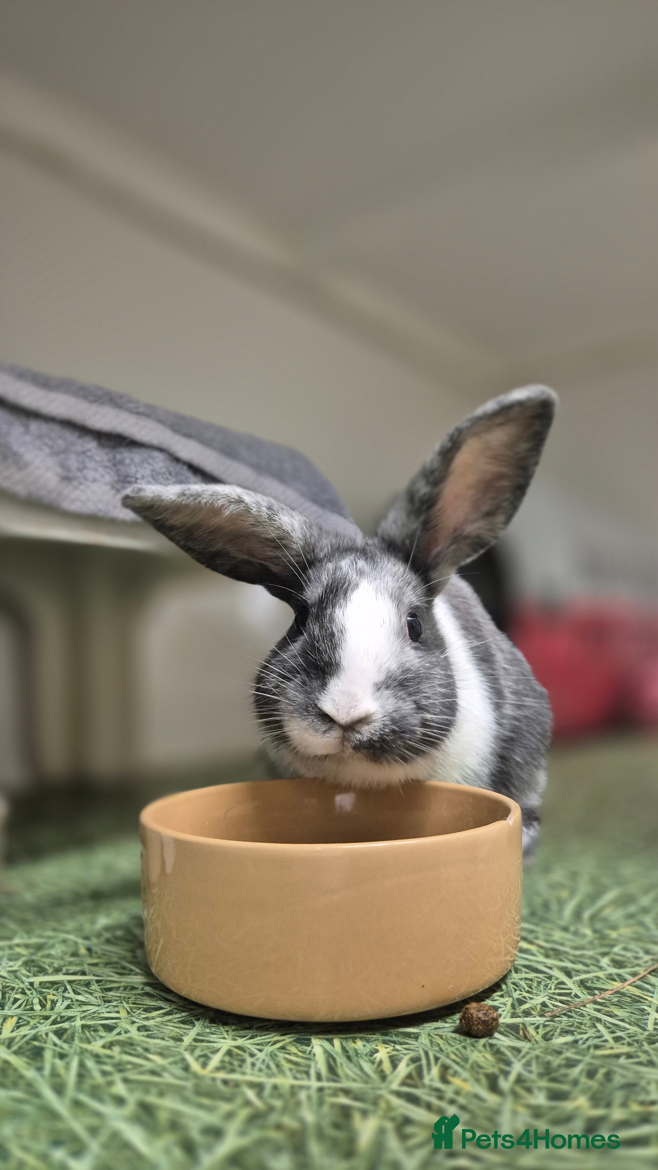 Mixed Breed rabbits Pebble Vaccinated and Spayed - Advert 2