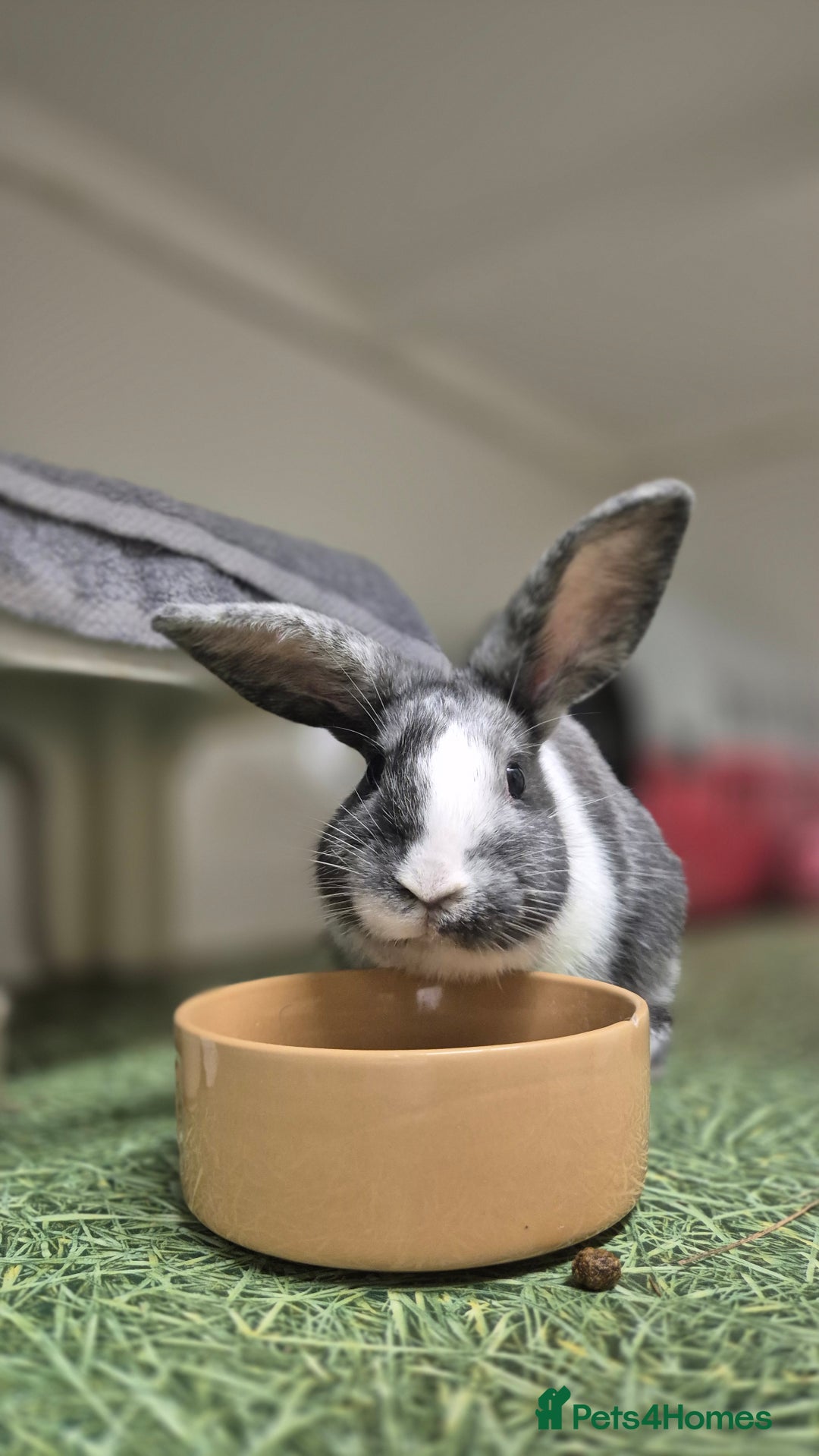 Mixed Breed rabbits for sale: Pebble Vaccinated and Spayed - Advert 1