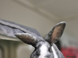 Mixed Breed rabbits Pebble Vaccinated and Spayed - Advert 7