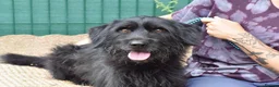 Mixed Breed dogs for adoption: Terron in Alfreton - Advert 2