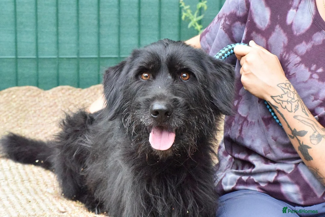 Mixed Breed dogs for adoption: Terron in Alfreton - Advert 2