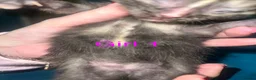 Mixed Breed cats for sale: 4 beautiful kittens for sale  - Advert 6