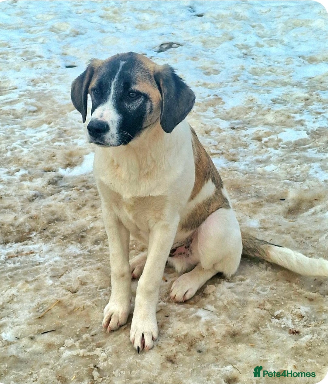 Mixed Breed dogs for adoption: DAVE (FOSTER TO ADOPT)  - Advert 2