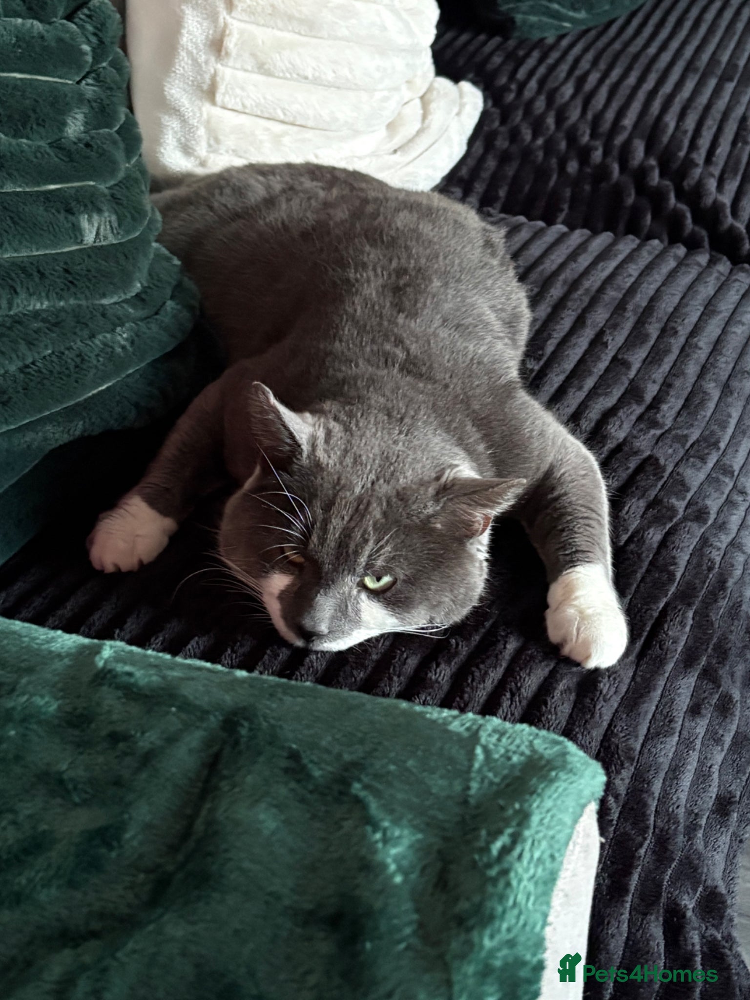 Russian Blue cats Kirby  - Advert 1