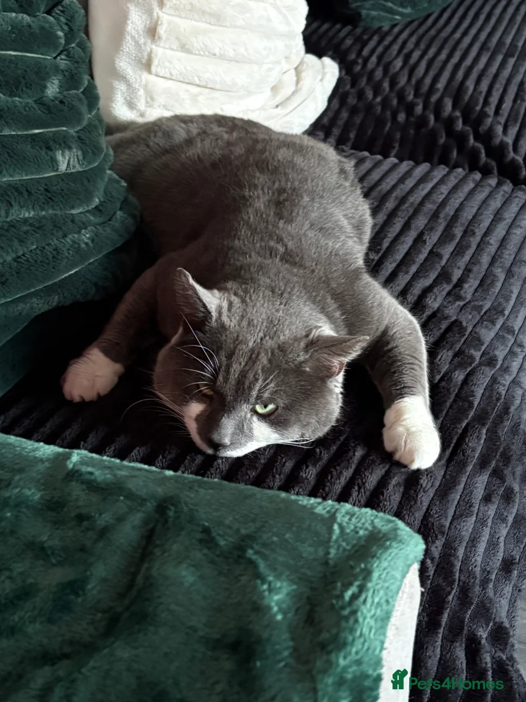 Russian Blue cats for sale: Kirby  - Advert 1