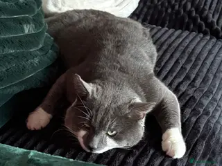 Russian Blue cats Kirby - Advert 1