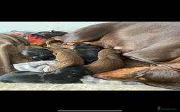 Dobermann dogs for stud: Doberman red&rust stud - Image 13