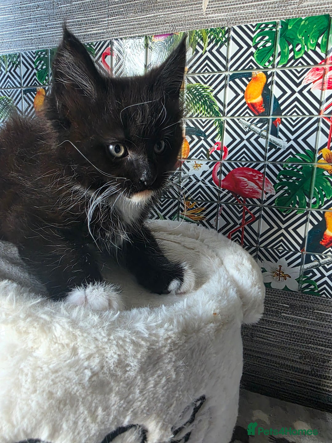 Maine Coon cats for sale: Beautiful  Meincoon  kitten - Advert 11