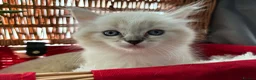 Ragdoll cats for sale: Luxury Blue Point Mitted Ragdoll Kittens - Advert 5
