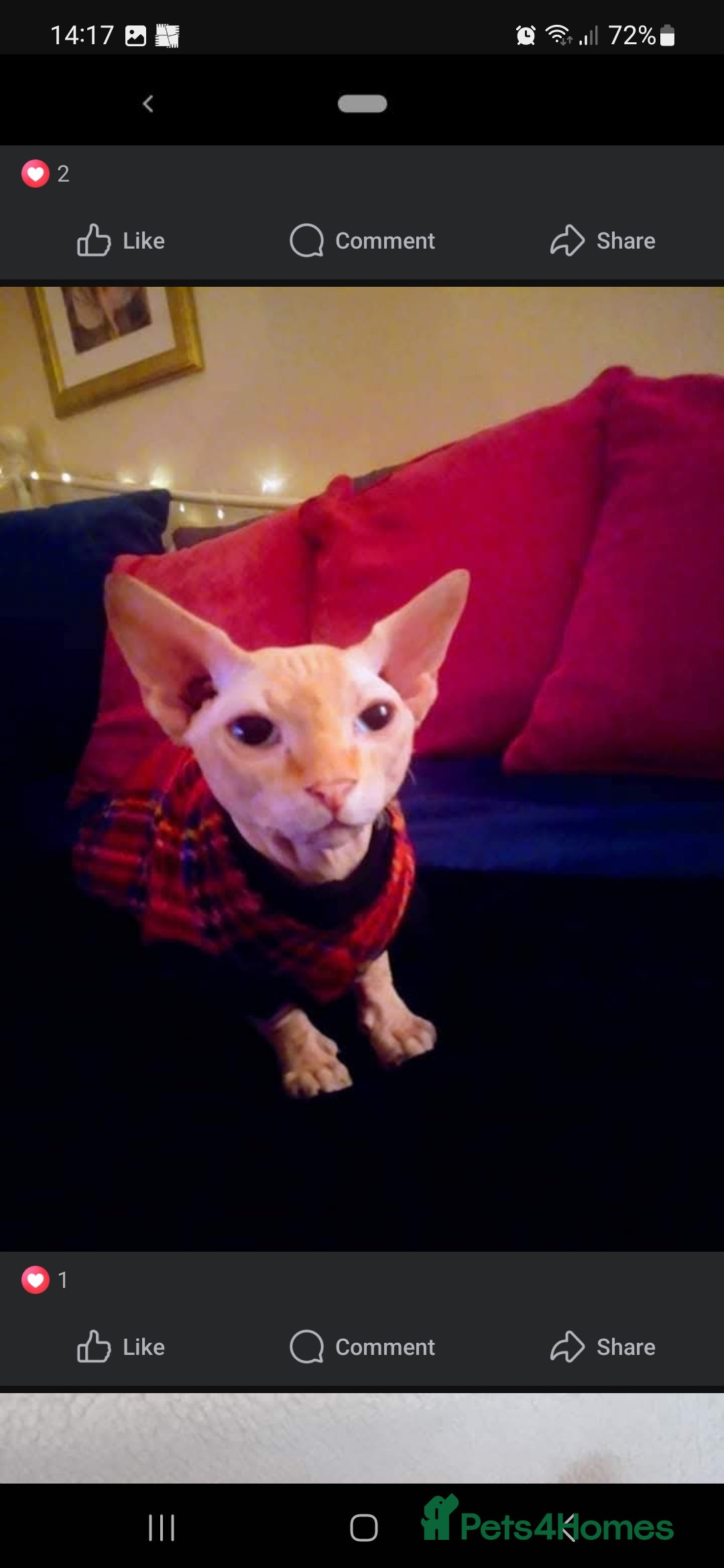 Sphynx cats for sale: Snow coated shpynx with sky blue eyes - Image 23