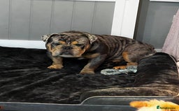 English Bulldog dogs for sale: Blue tan Merle 5 years old English billdog - Image 1