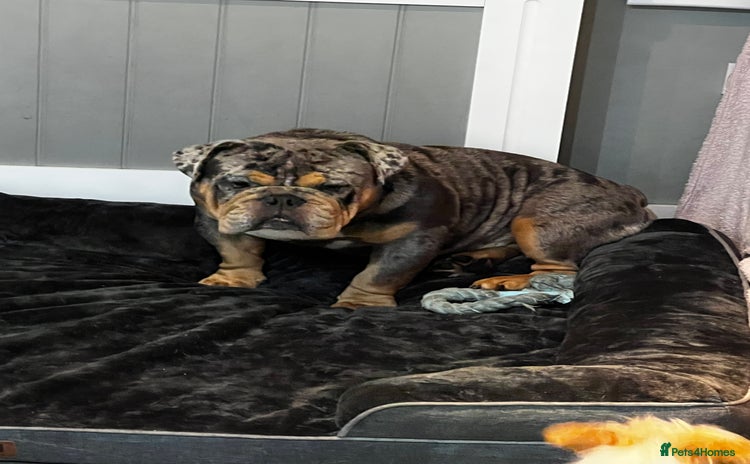 English Bulldog dogs - Advert 1