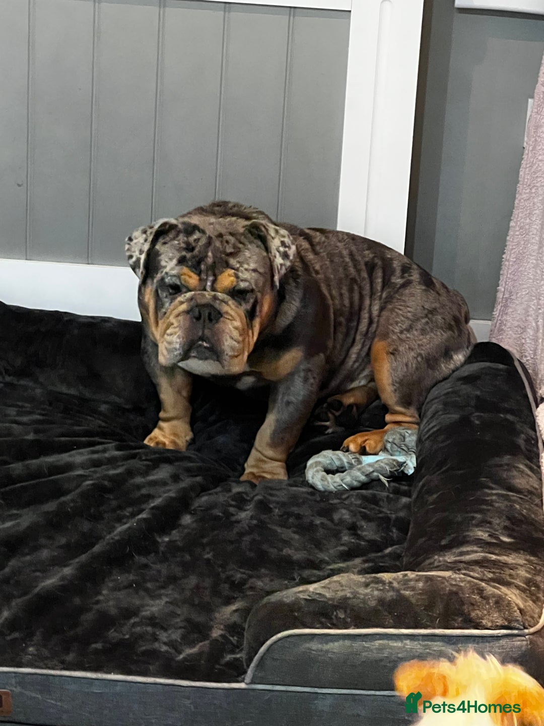 English Bulldog dogs for sale: Blue tan Merle 5 years old English billdog - Image 1