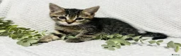 Domestic Shorthair cats for sale: Beautiful, well socialised playful kittens 🐾 - Advert 30