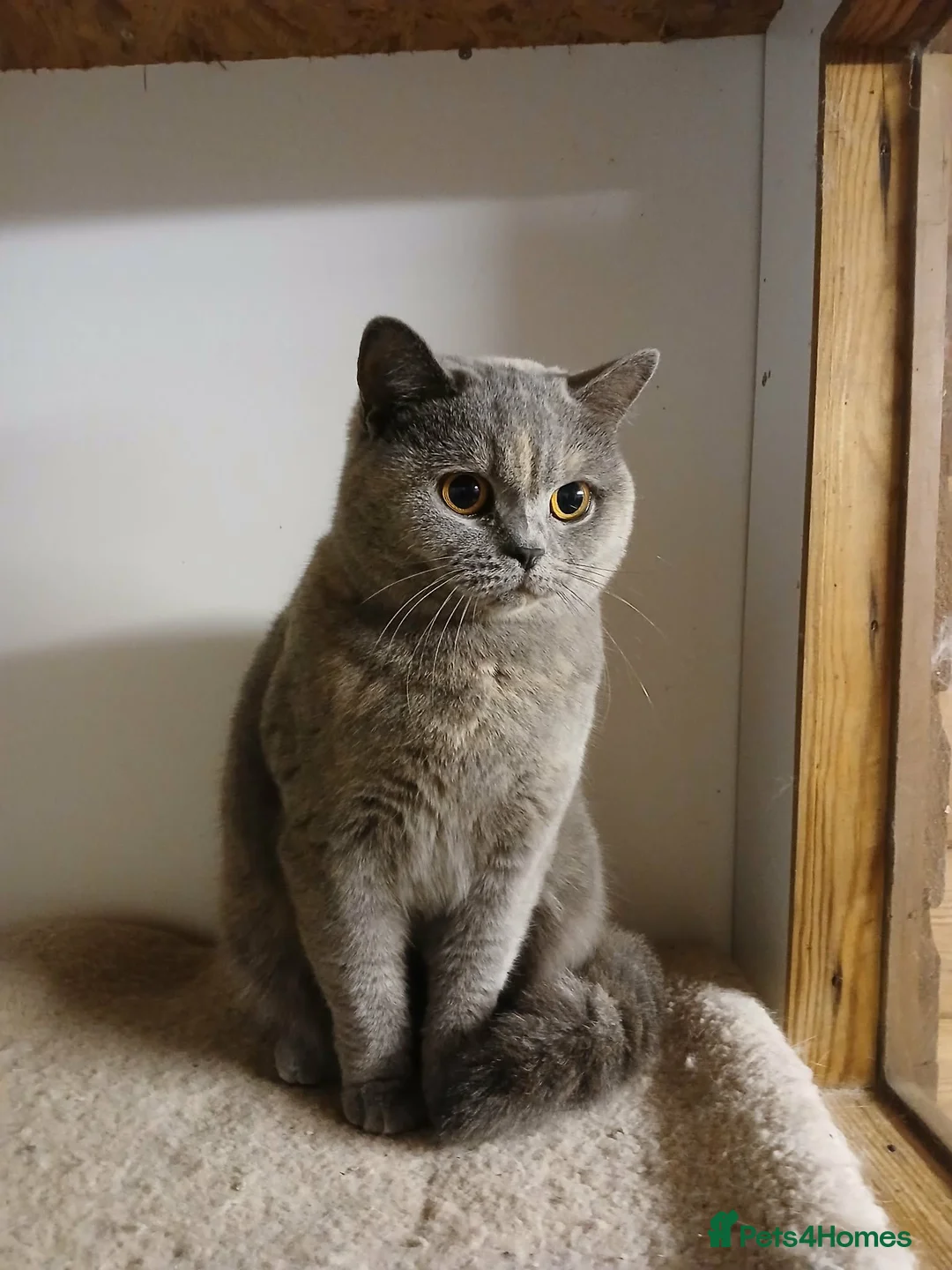 British Shorthair cats for sale: 🐾 Our Adorable GCCF Kittens are 8 Weeks Old! 🐾 - Advert 5