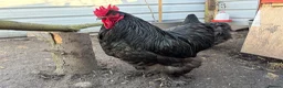 Chickens poultry for sale: Various Rare Breed Cochin Chickens gentle giants - Advert 5