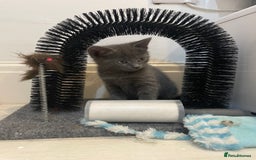 Russian Blue cats for sale: Russian blue x Ragdoll boy kitten  - Image 6