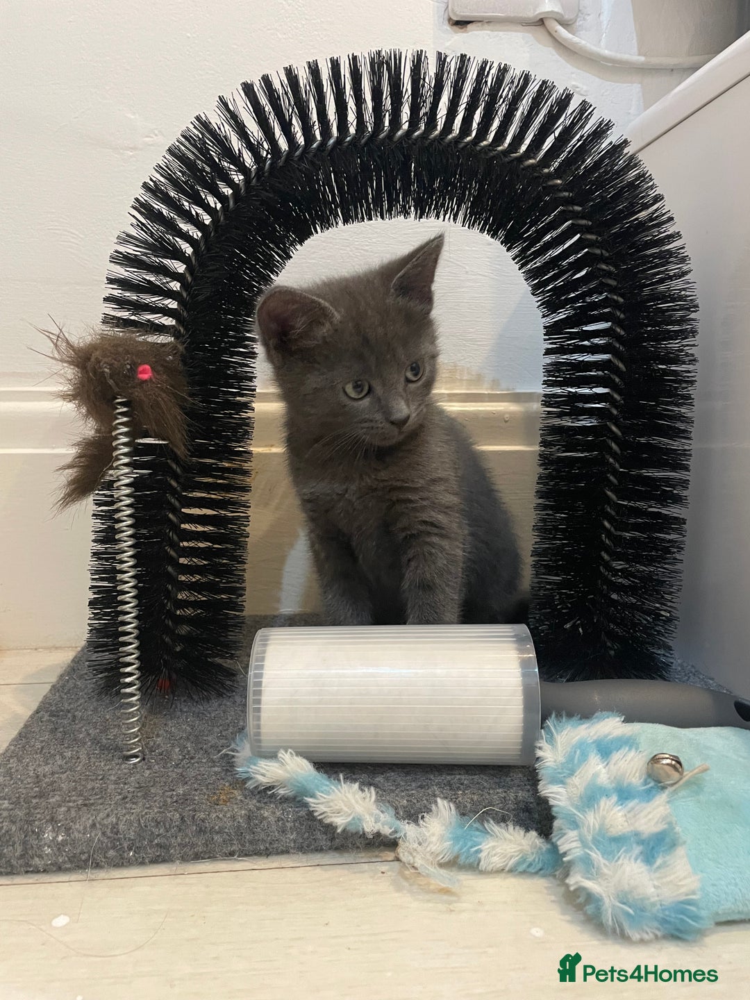 Russian Blue cats for sale: Russian blue x Ragdoll boy kitten  - Image 6