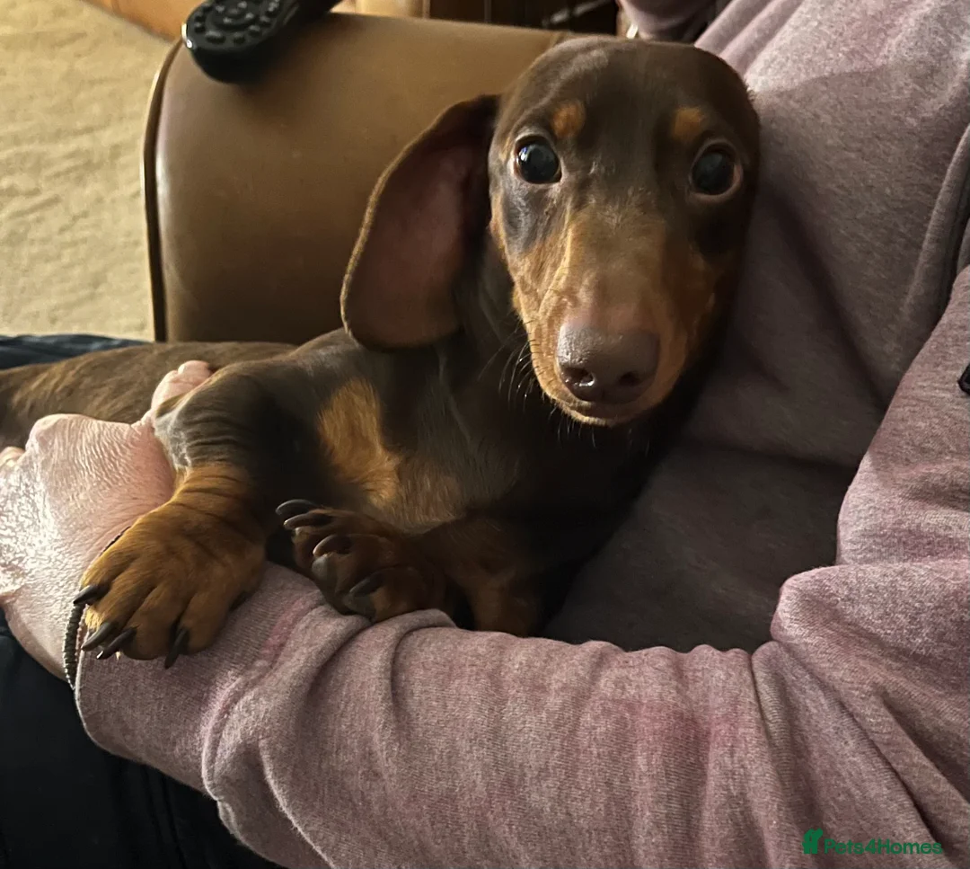 Miniature Dachshund dogs for stud: KC REG Chocolate & Tan Miniature Dachshund Stud in Sheffield - Advert 2