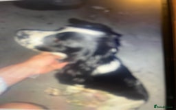 Cocker Spaniel dogs for sale: Spaniel - Image 1