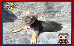 French Bulldog dogs for sale: *Platinum* KC Litter Only 2 Boys Left Lilac & Tan - Image 5