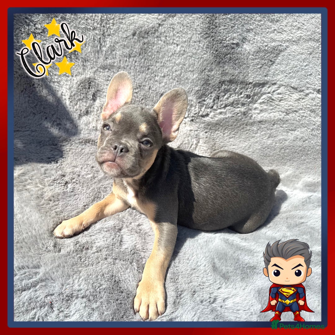 French Bulldog dogs for sale: *Platinum* KC Litter Only 2 Boys Left Lilac & Tan - Image 5